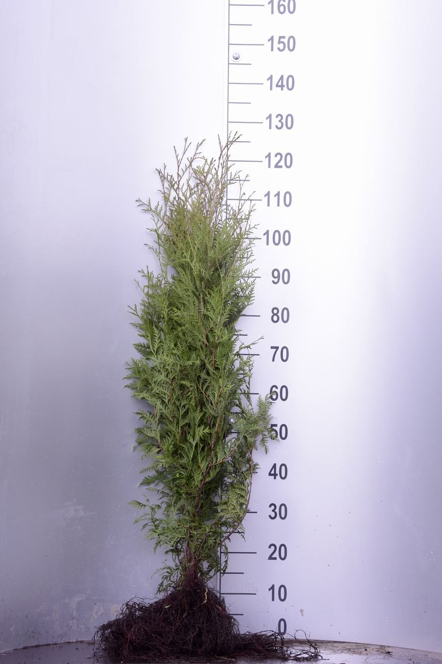 Abendländischer Lebensbaum (Thuja occidentalis) online kaufen bei HS Baum