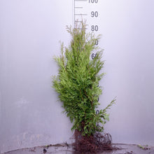 Lade das Bild in den Galerie-Viewer, Abendländischer Lebensbaum Thuja occidentalis - HSBaum
