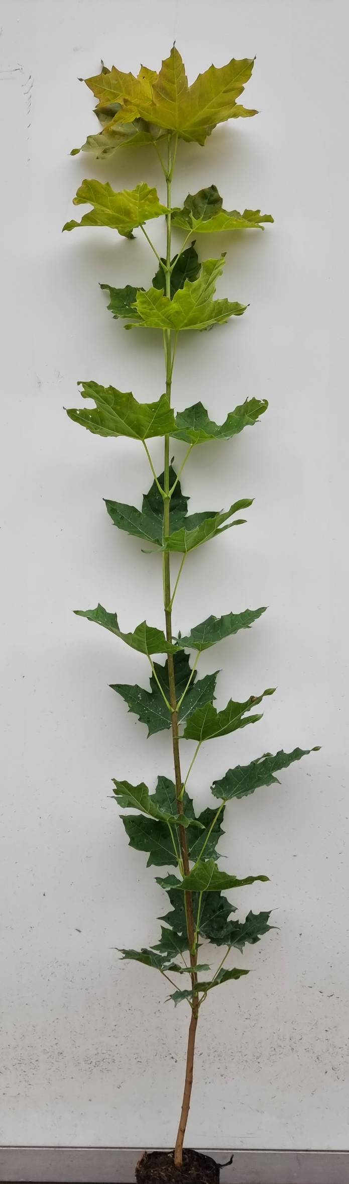 Norway maple (Acer platanoides) soft-sided container